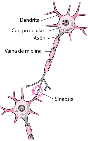 neurona